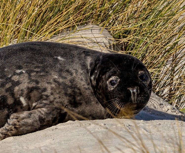 A seal on Norfolk beach